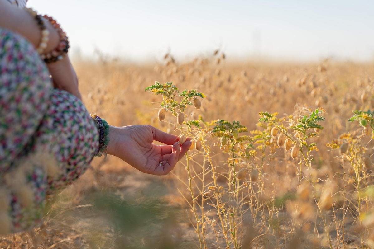 Chickpeas Could Become a Major Protein Source for Their Drought-Resistant Properties, Study Says [Video]