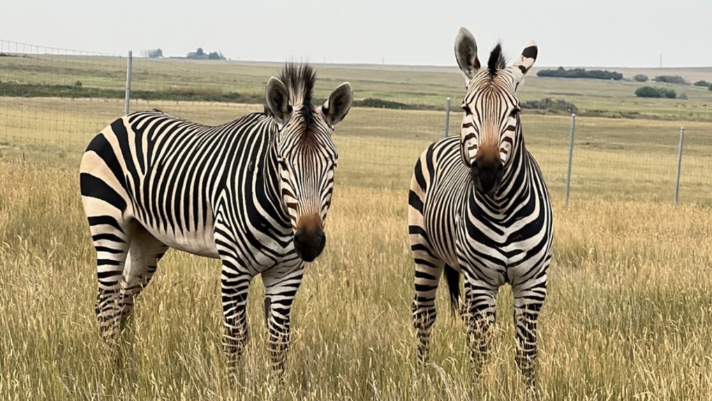 Calgary zoo says goodbye to 2 male zebras [Video]