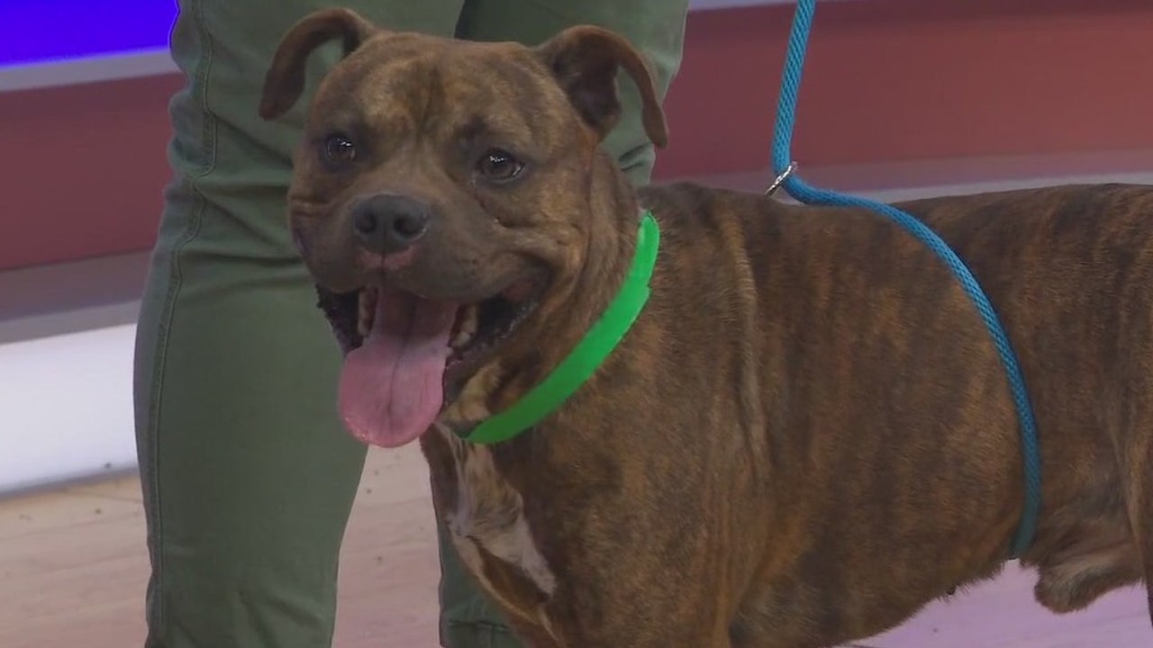 Adopt-A-Pet: Meet Kingston | FOX 51 Gainesville [Video]