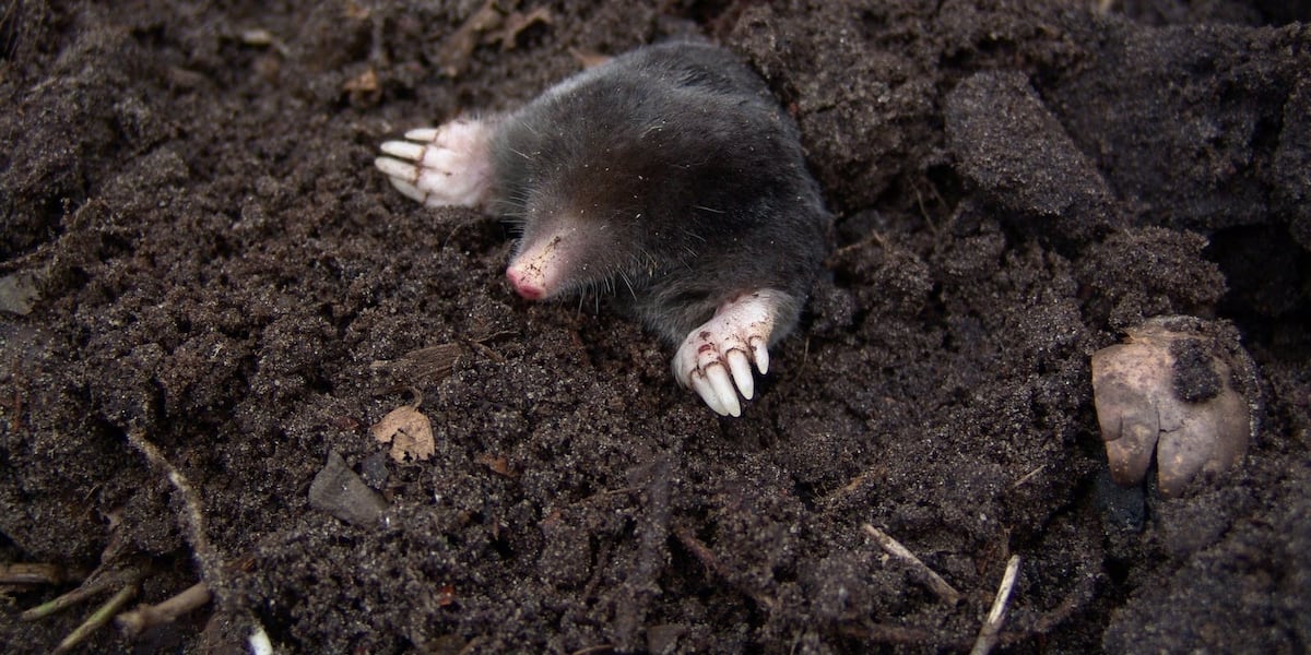 Moles popping back up across the Ozarks [Video]