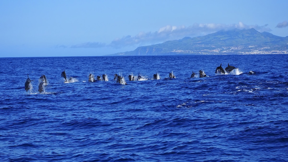 North Atlantics Largest Marine Protected Area Created by Portugals Azores Islands [Video]