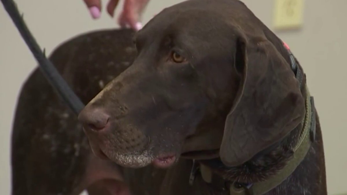 Therapy dogs help Broward County first responders and community  NBC 6 South Florida [Video]