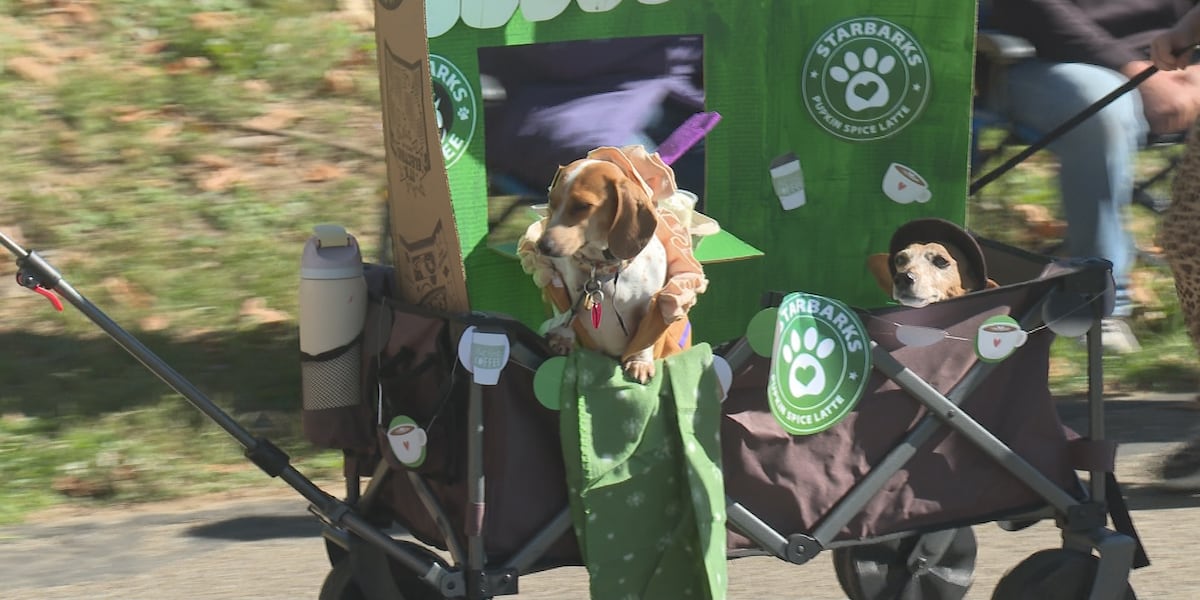 First Dachshund Derby at the Marietta Armory [Video]