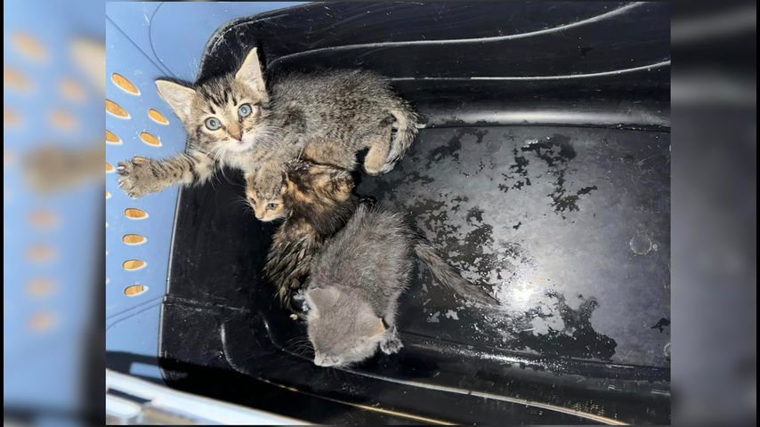 Gonzales Fire Department rescues four kittens from storm drain [Video]