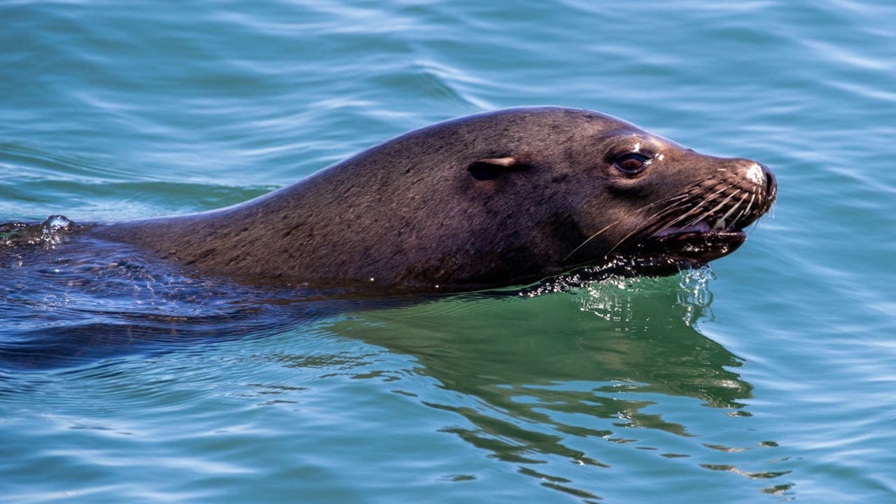 Influx of sea lions causes closure of Monterey park [Video]