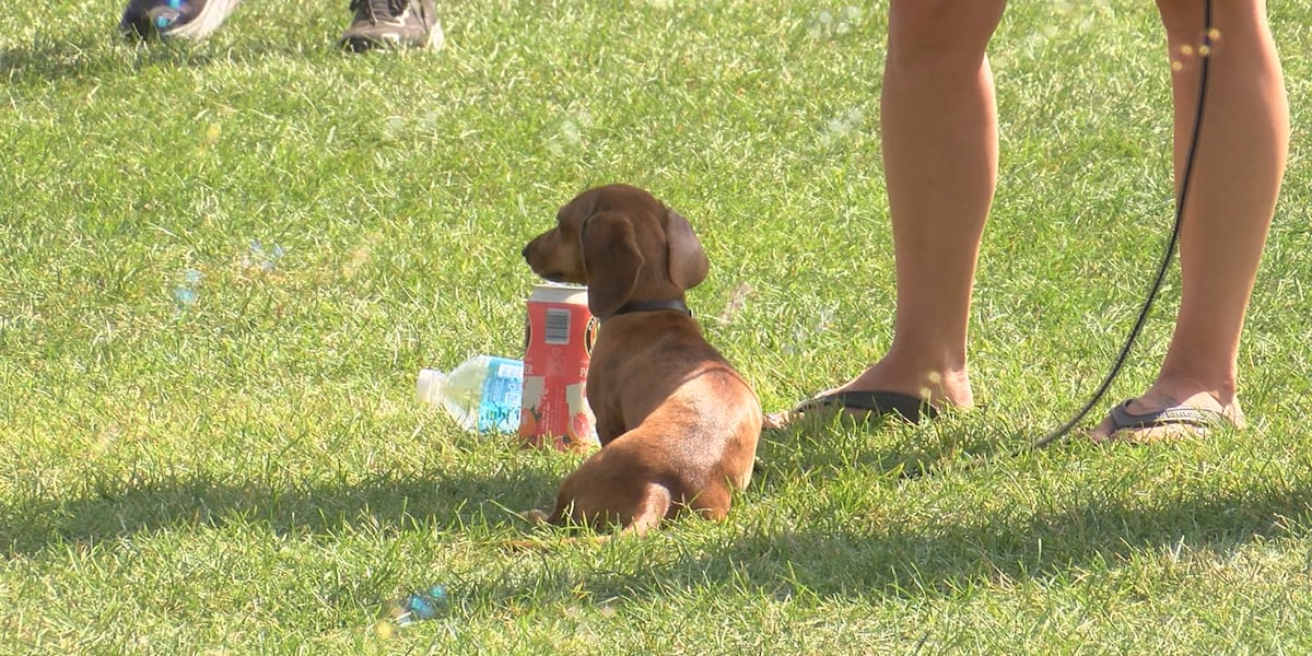 Dachshunds take their mark to raise money for metro area rescue [Video]