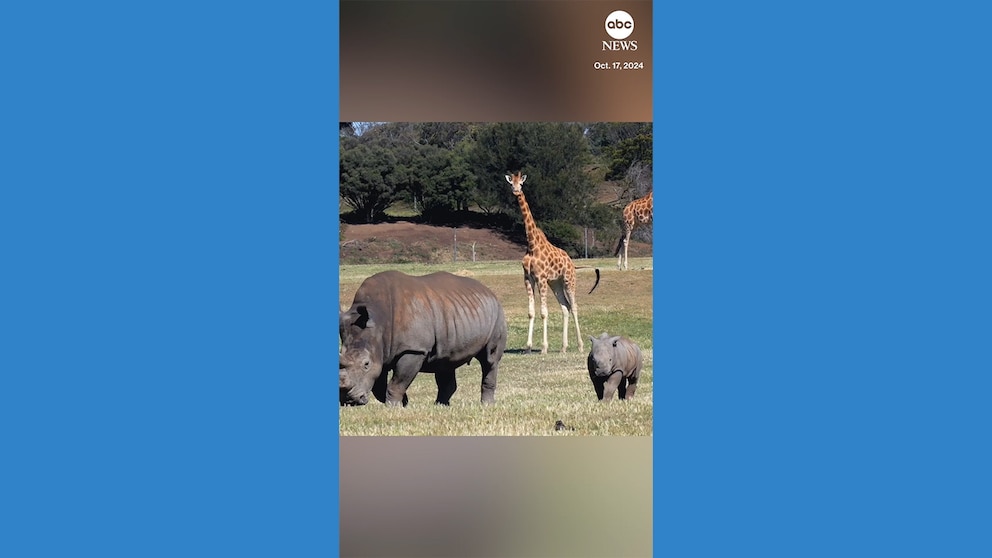 Video Baby rhino makes transition outside at Australia zoo [Video]