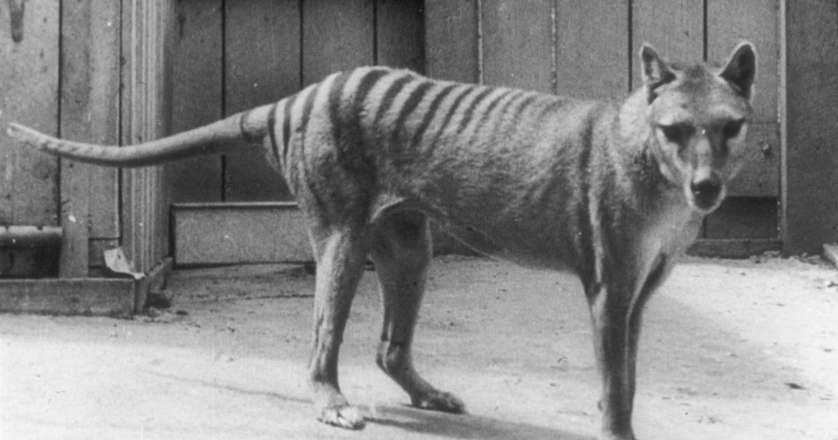 Scientists say they’ve made a breakthrough in efforts to bring back the extinct Tasmanian tiger [Video]