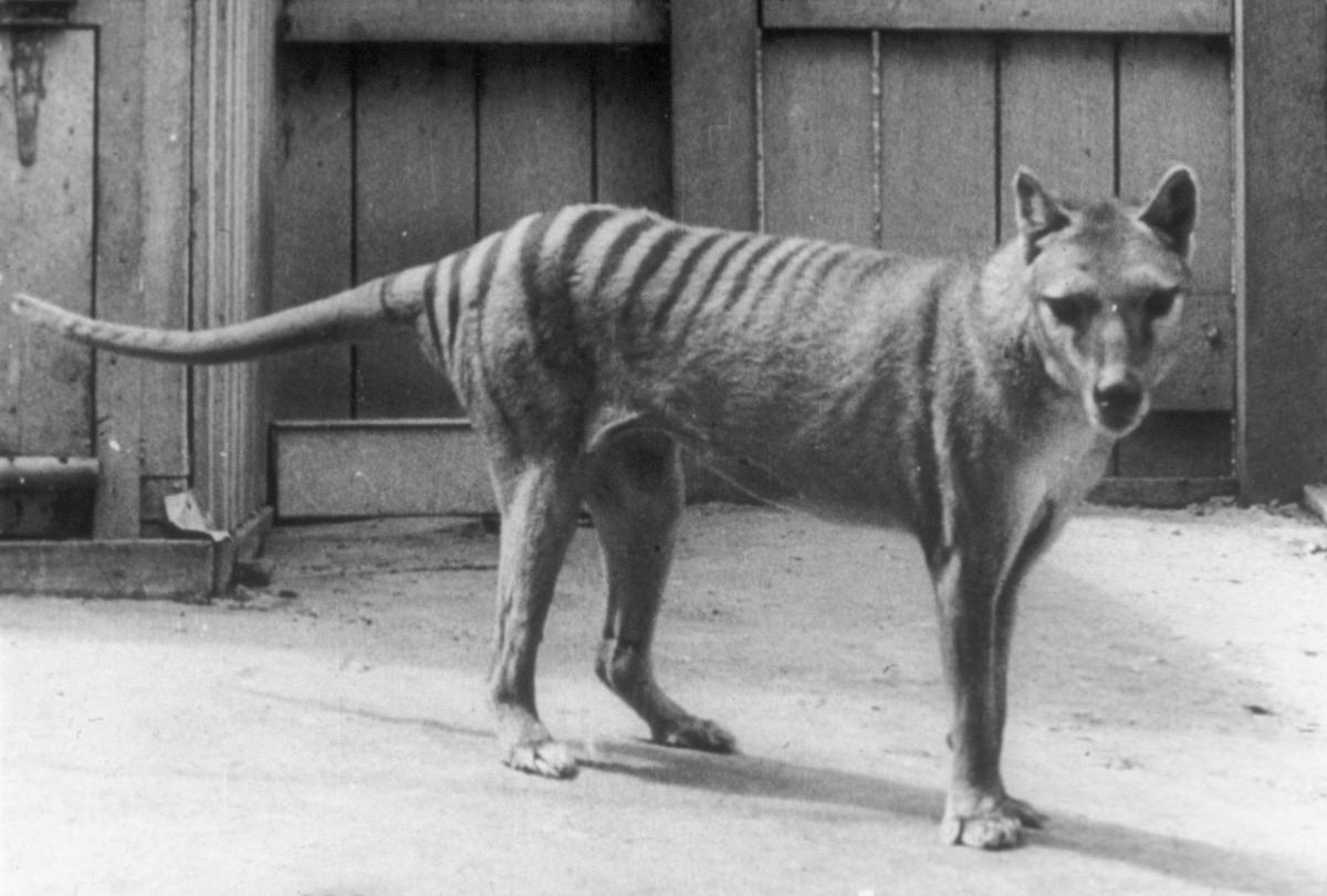 Tasmanian tiger de-extinction research advances [Video]