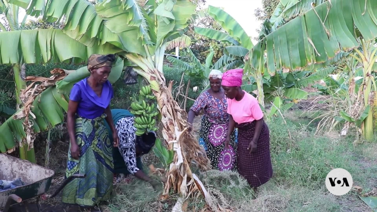 Malawi women make banana wine to fight climate change [Video]