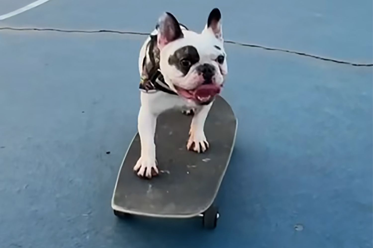 Ralphie the Reformed Demon Dog Is a Skateboarding Influencer [Video]