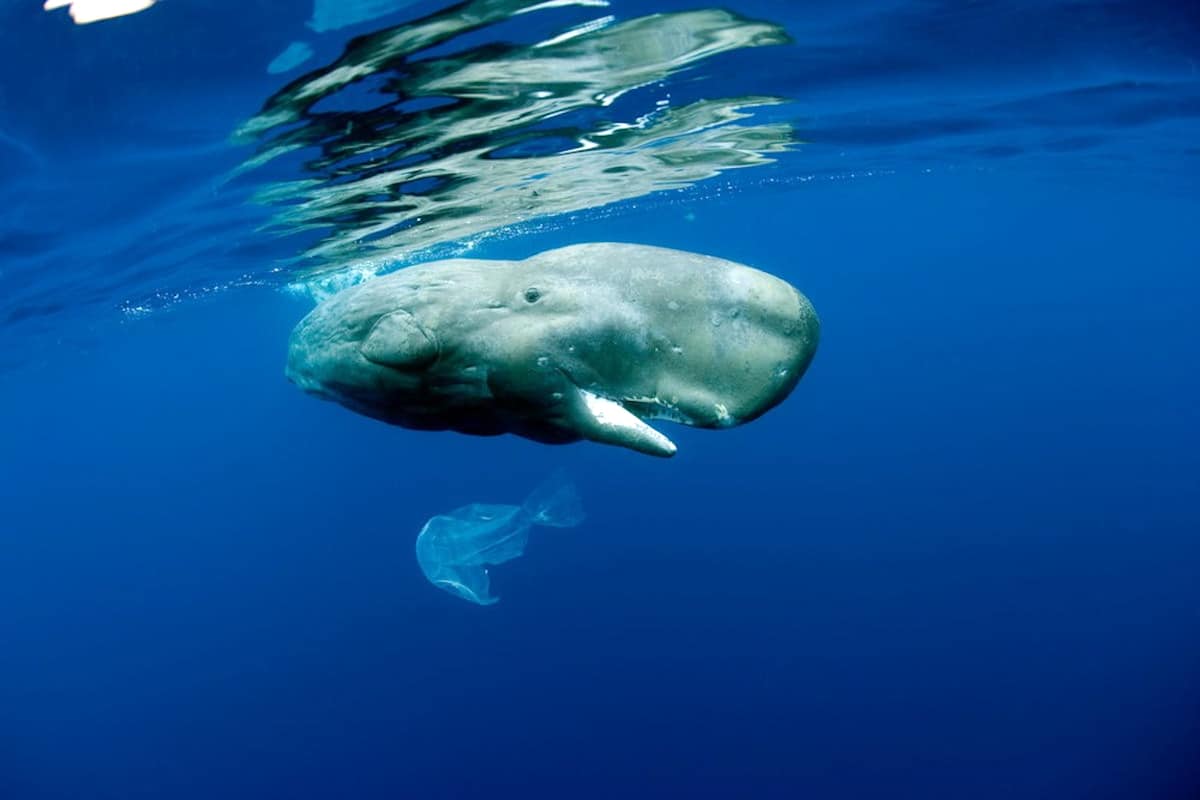 Plastic Pollution Sounds Like Food to Whales Using Echolocation [Video]