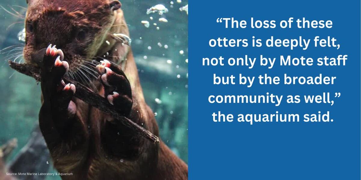 2 aquarium otters die from health issues caused by hurricane stress [Video]