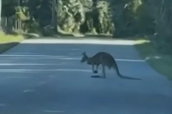 Watch: Kangaroo on the loose after fleeing from bear in Florida [Video]