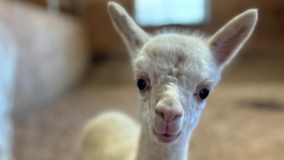 ‘Surprise’ baby alpaca needs help finding a name [Video]