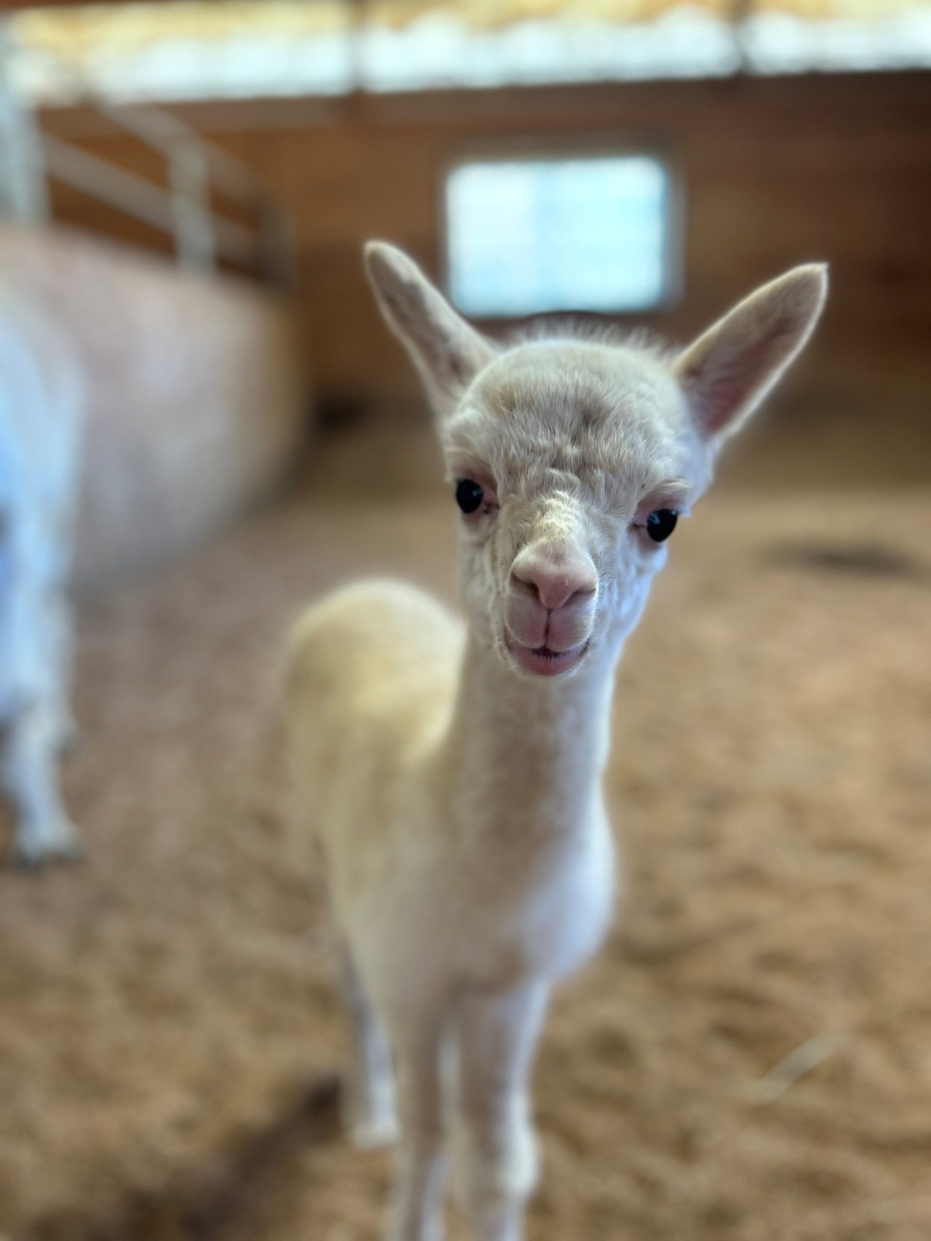 Longmeadow Rescue Ranch needs your help naming baby alpaca [Video]