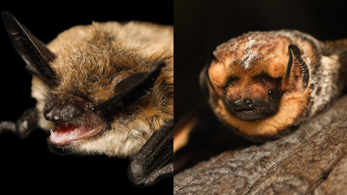 Oregon bats to compete in Bat Beauty Contest [Video]