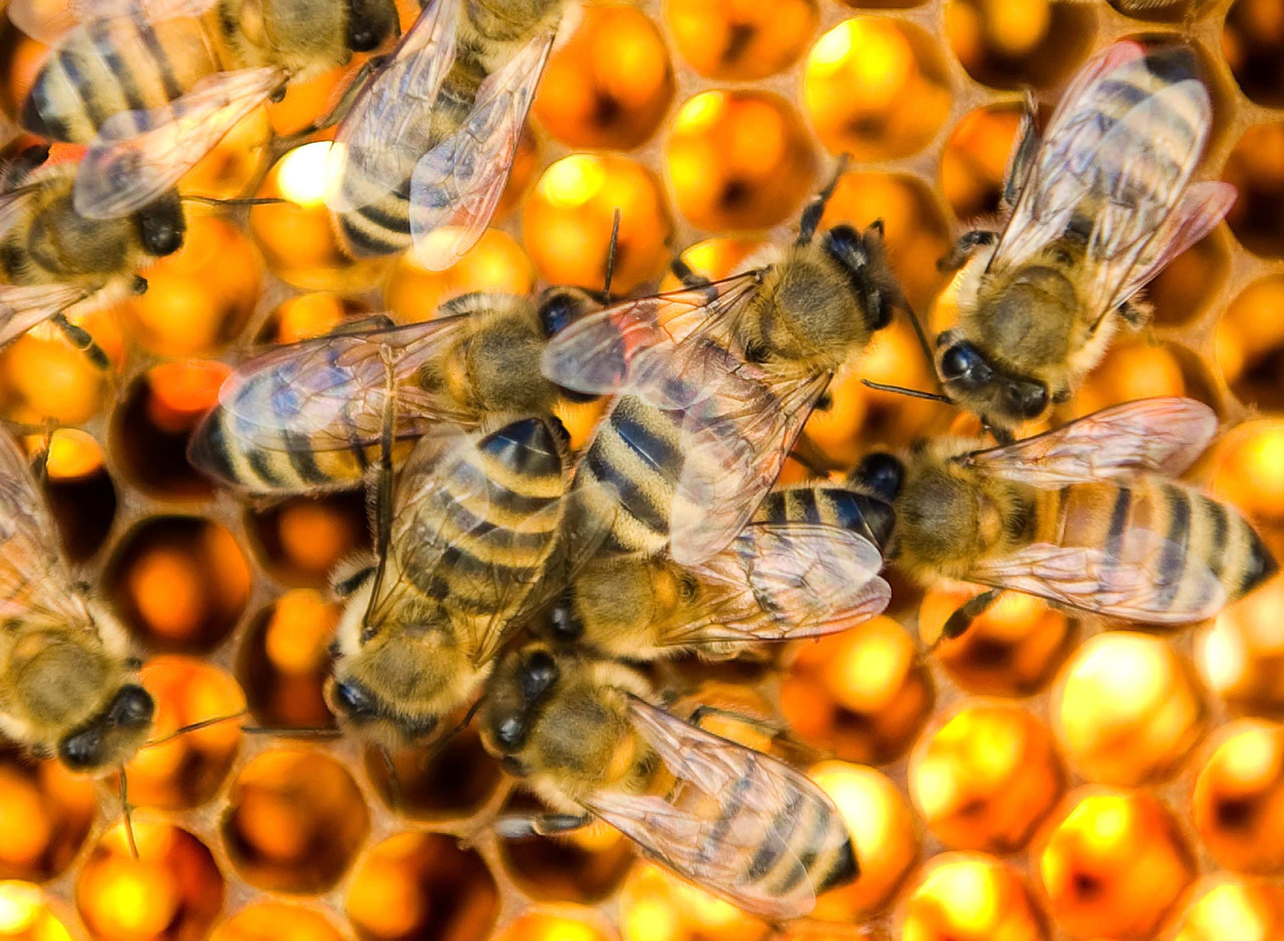 Des Plaines may soon allow residential beekeeping [Video]