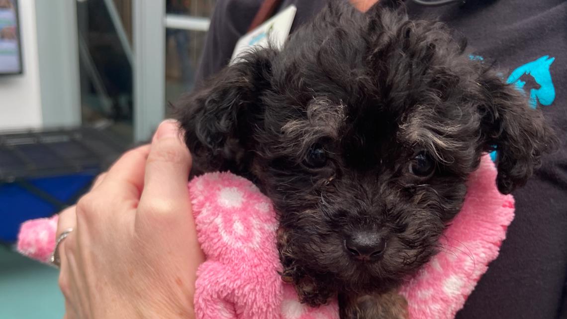 Surge in puppies up for adoption at San Diego Humane Society [Video]