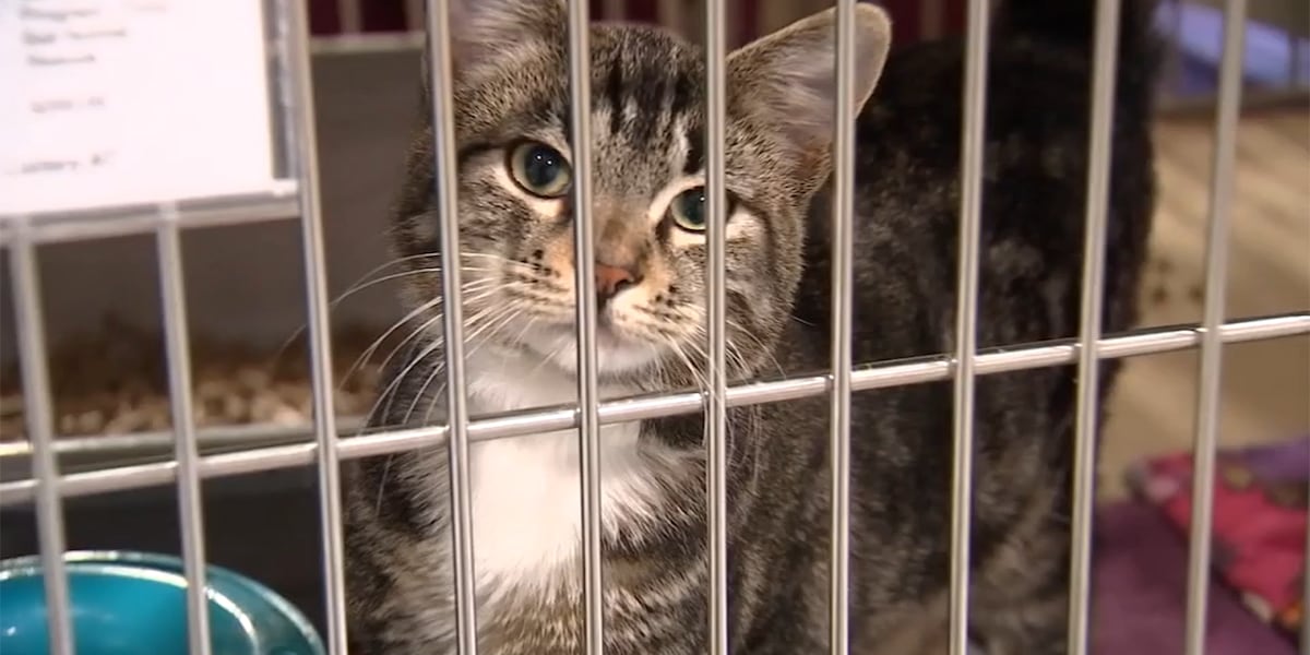 Portland shelters to cut adoption fees for weekend Adopt ASAP event [Video]