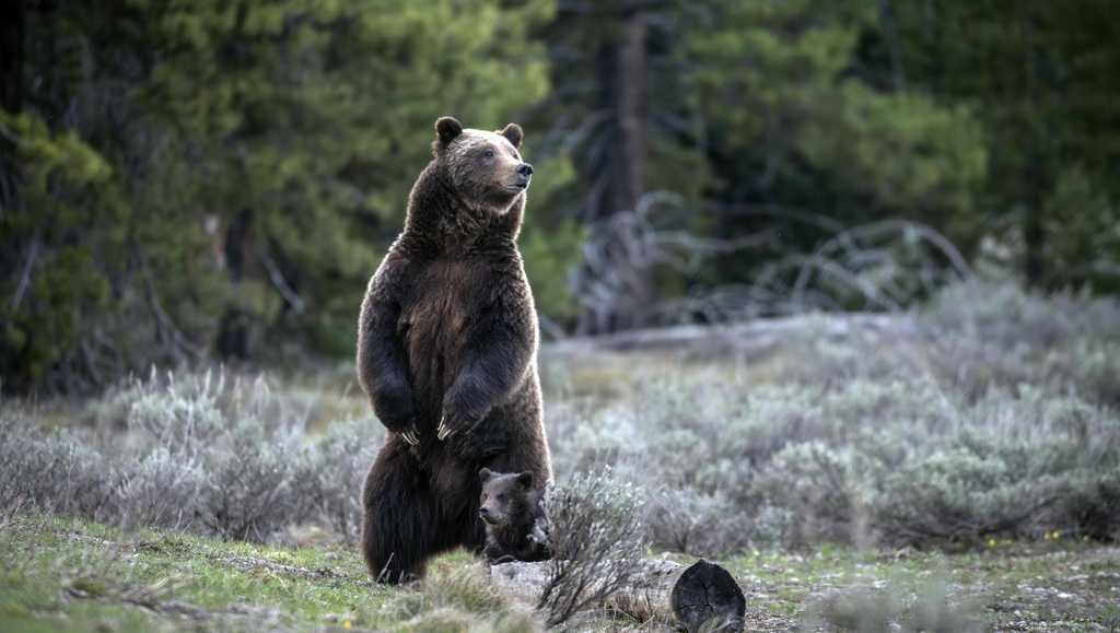 Famous Grand Teton grizzly bear No. 399 killed by car in Wyoming [Video]