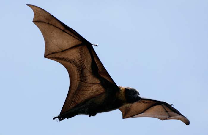 Bat in San Marcos tests positive for rabies after flying into persons hair [Video]