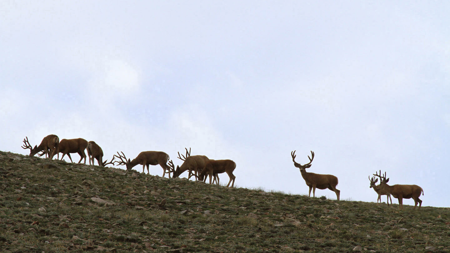 Utah DWR reccomends changes to deer management plans [Video]