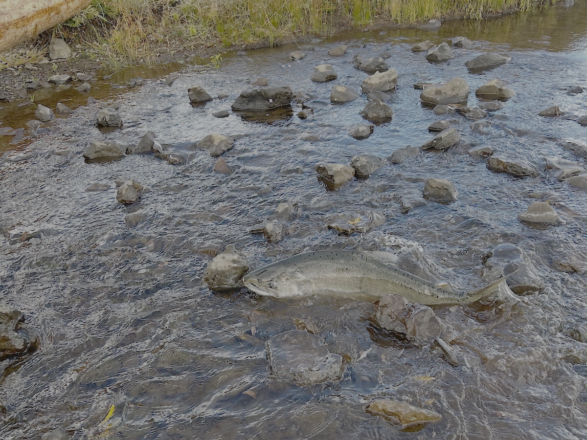 Salmon Spotted Far Upstream After Historic Klamath River Dam Removal [Video]