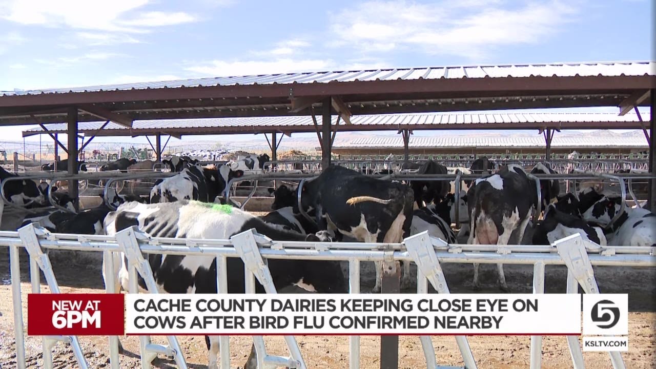 Video: Mandatory bird flu testing for Cache County dairy cows announced [Video]