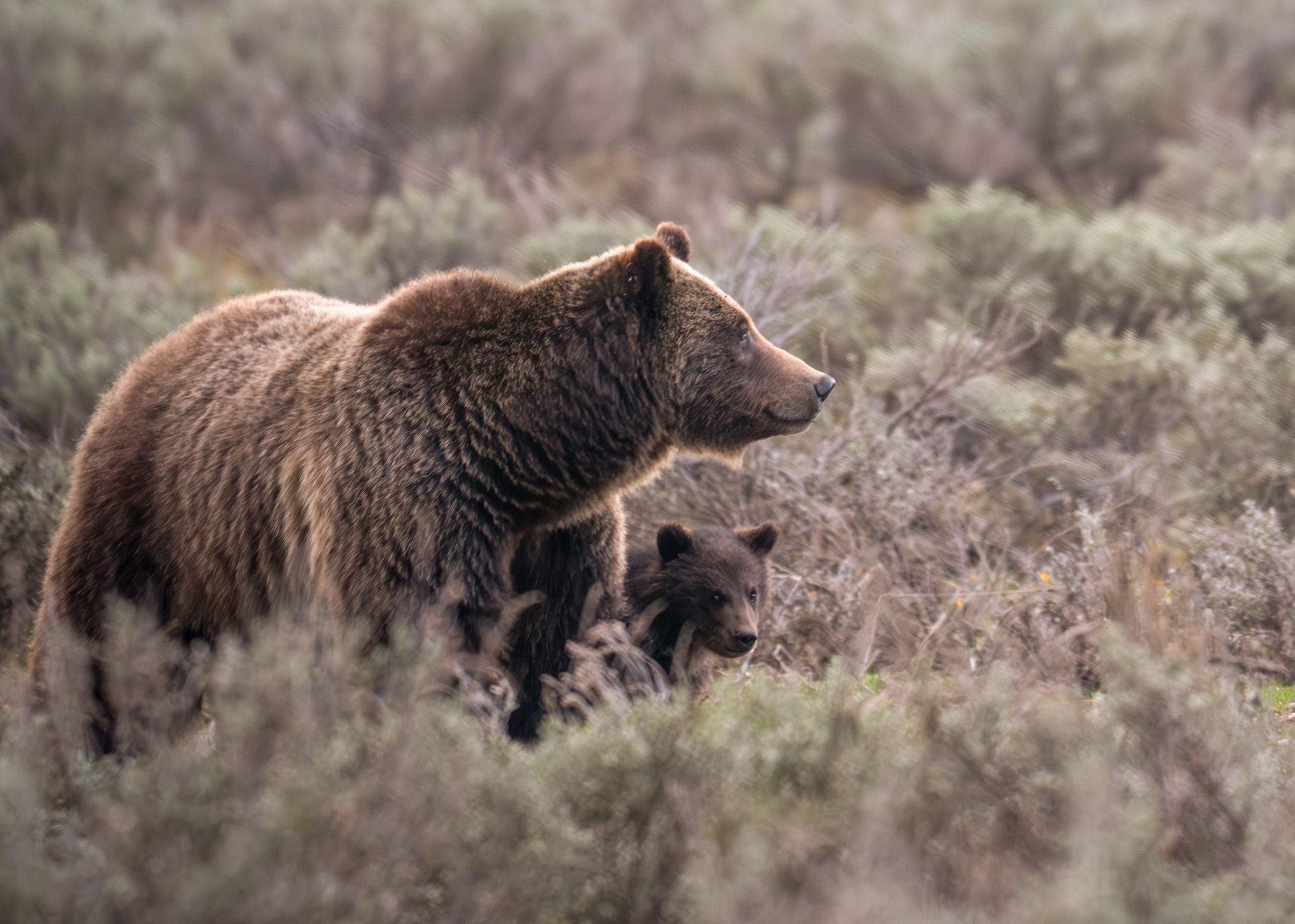 Beloved Grand Teton grizzly bear No. 399 fatally struck by a vehicle in Wyoming [Video]