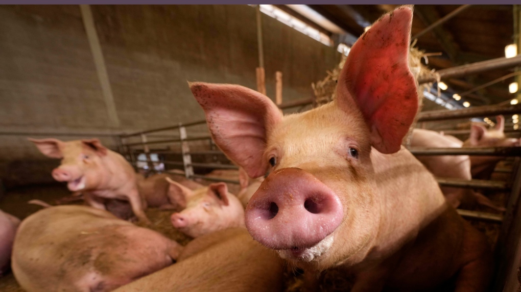 AI decodes oinks and grunts to keep pigs happy [Video]