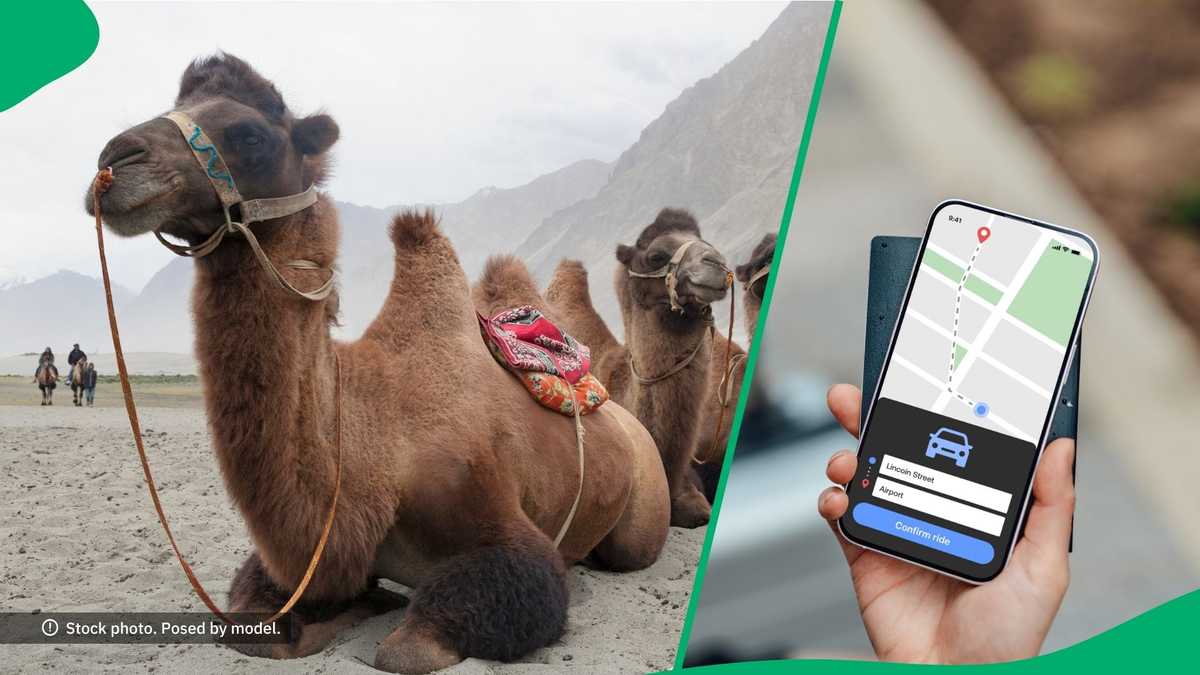 Lost Tourist in Dubai Ordered Camel on Uber, Netizens Stunned: I Have to Go Try This [Video]