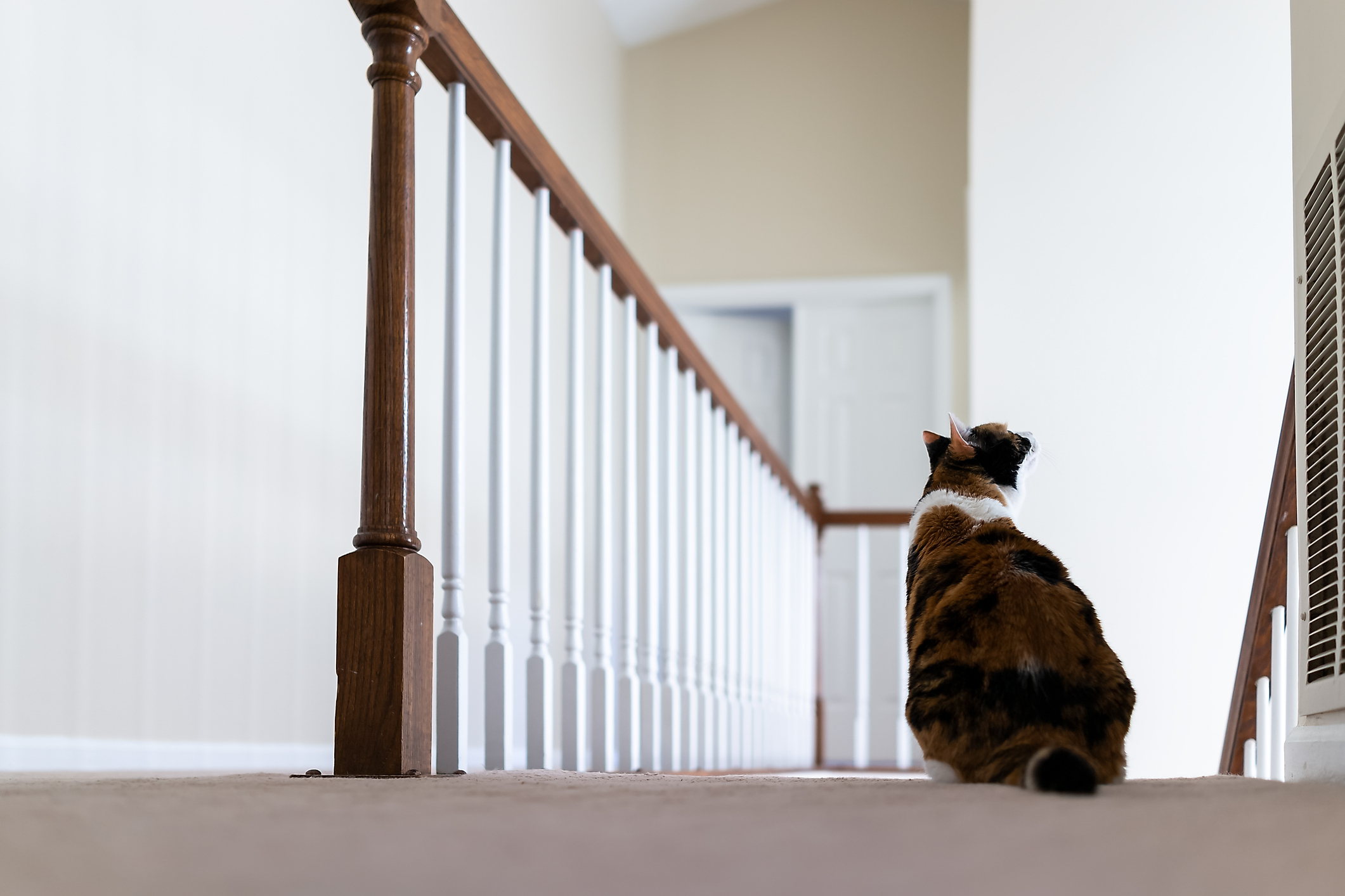 Laughter at Cat’s Reaction to Owner Returning Home Late: ‘Angered the Gods’ [Video]