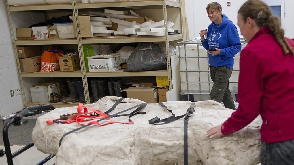 Dinosaur skull, funding to help boost Alberta museum [Video]