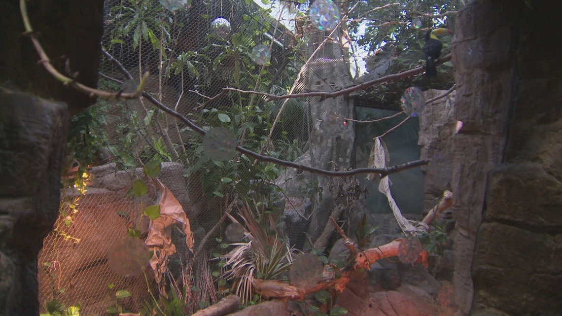 Denver Zoo Conservation Alliance finishes Tropical Discovery renovation [Video]