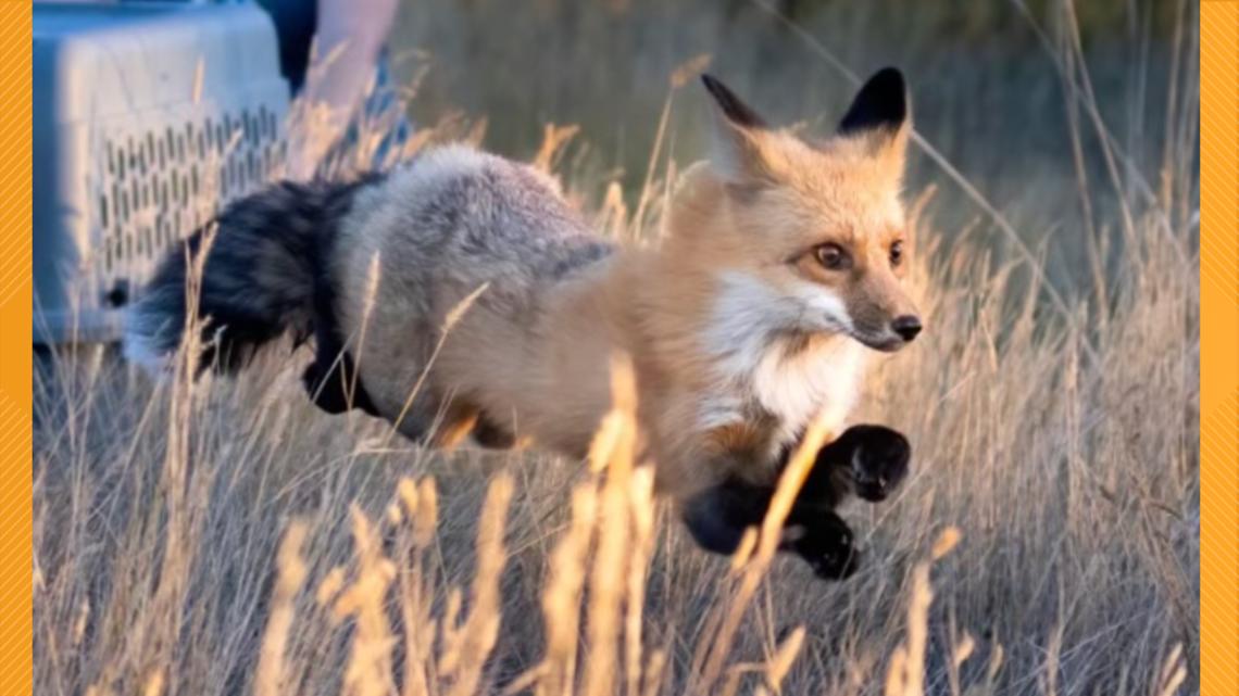 Fox recovers after being shot by arrow [Video]