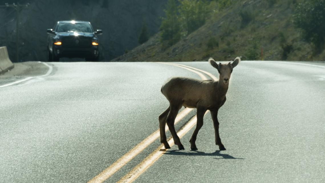 AAA: Vehicle-animal collisions peak in Autumn [Video]