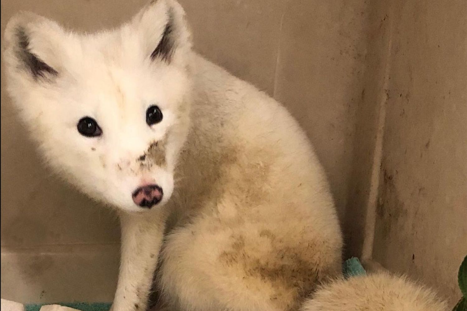 Mysterious White Fox Spotted in Ore. Surprises Experts with Arctic Appearance [Video]