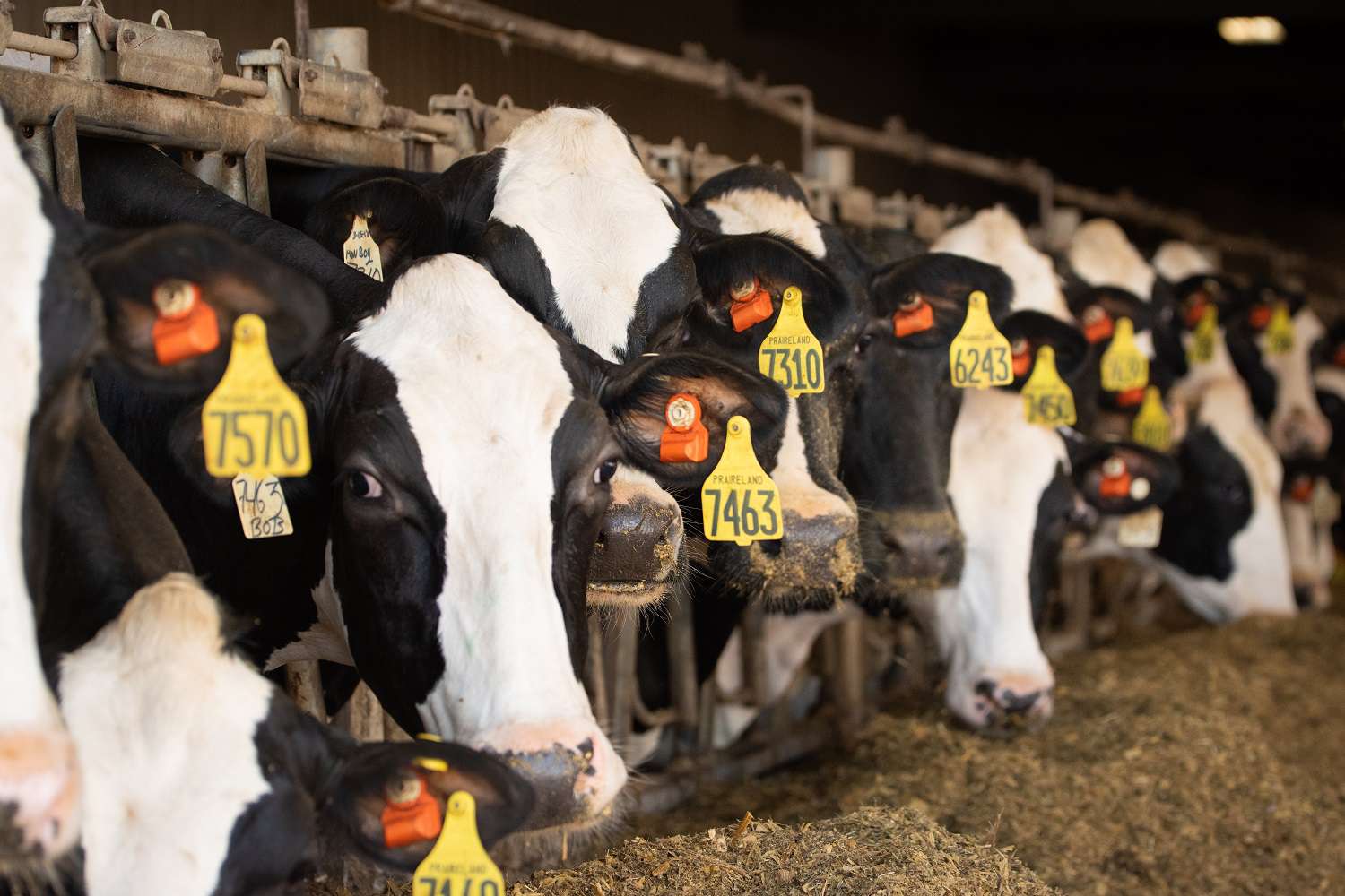 USDA Launches Program Promoting Organic Dairy Products [Video]