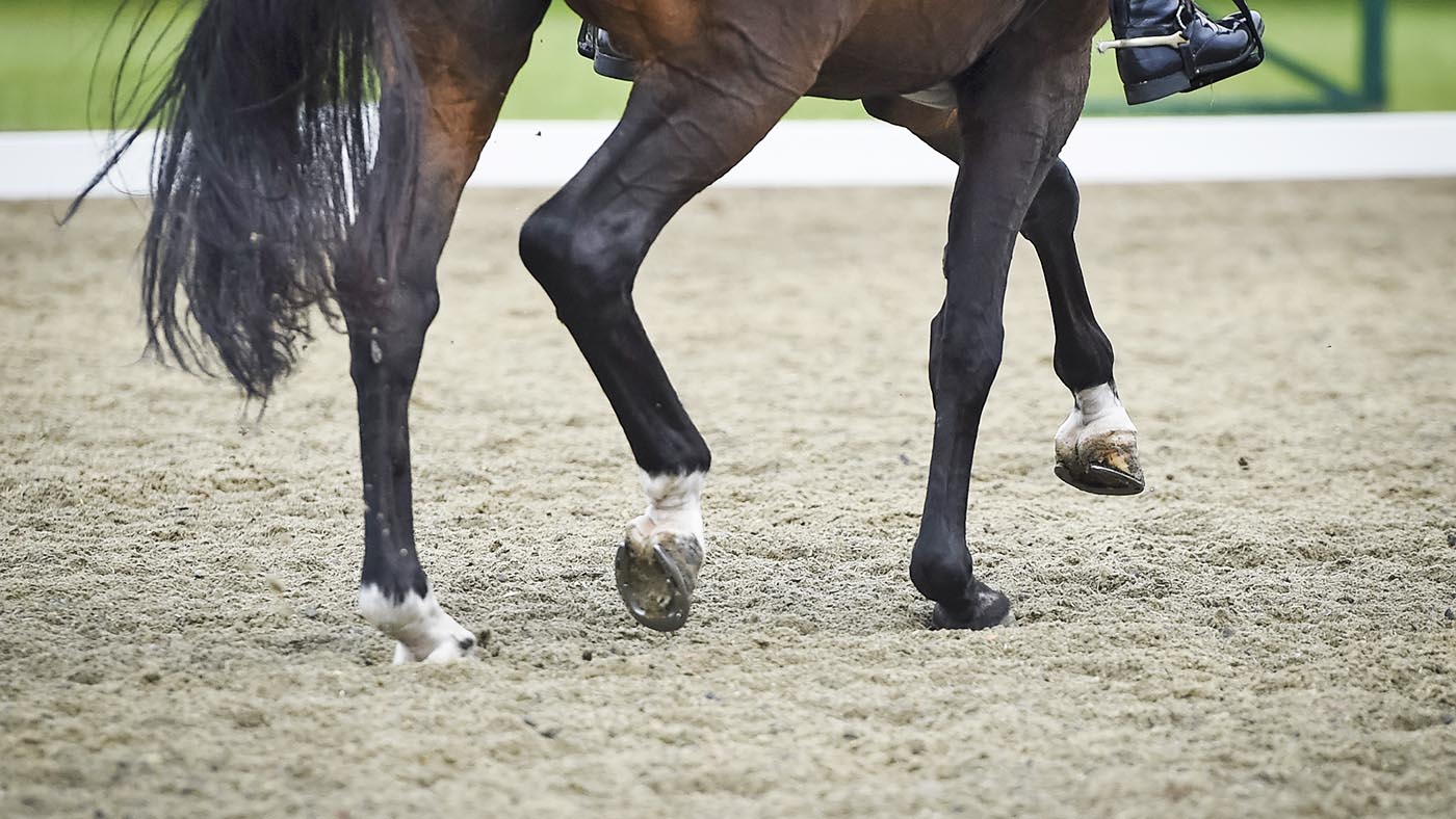 Welfare action plan announced at British Dressage AGM [Video]