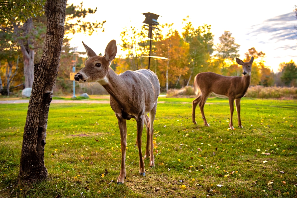 Maine Warns Hunters to Avoid Eating Deer and Turkey Due to Possible PFAS Contamination [Video]