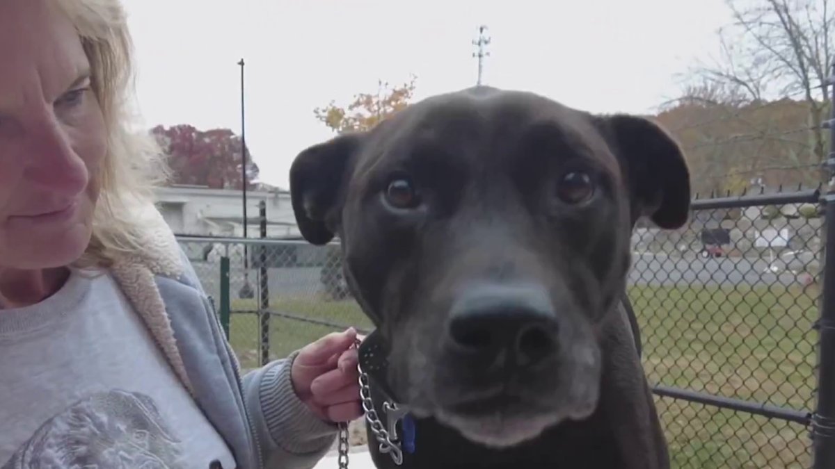 Middlebury animal rescue temporarily waives adoption fees  NBC Connecticut [Video]