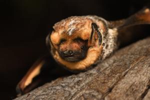 Bat beauty contest celebrates misunderstood flying mammals [Video]