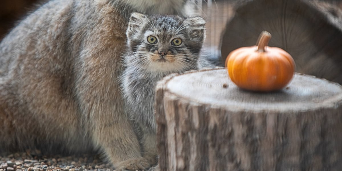 Sioux Falls Zoo announces name of Pallas’ kitten [Video]