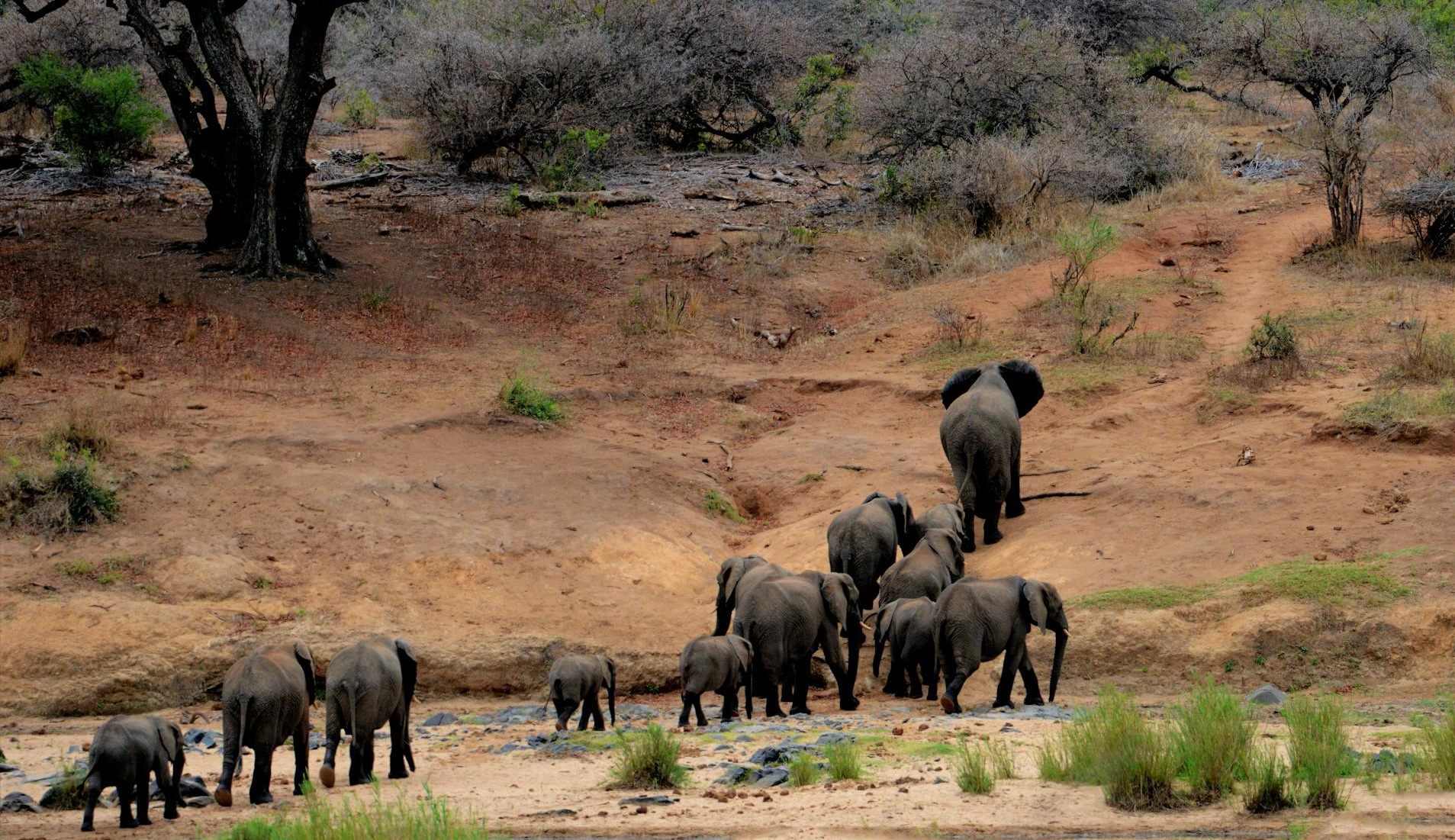 30 Elephants Safely Guided from KZN Community [Video]