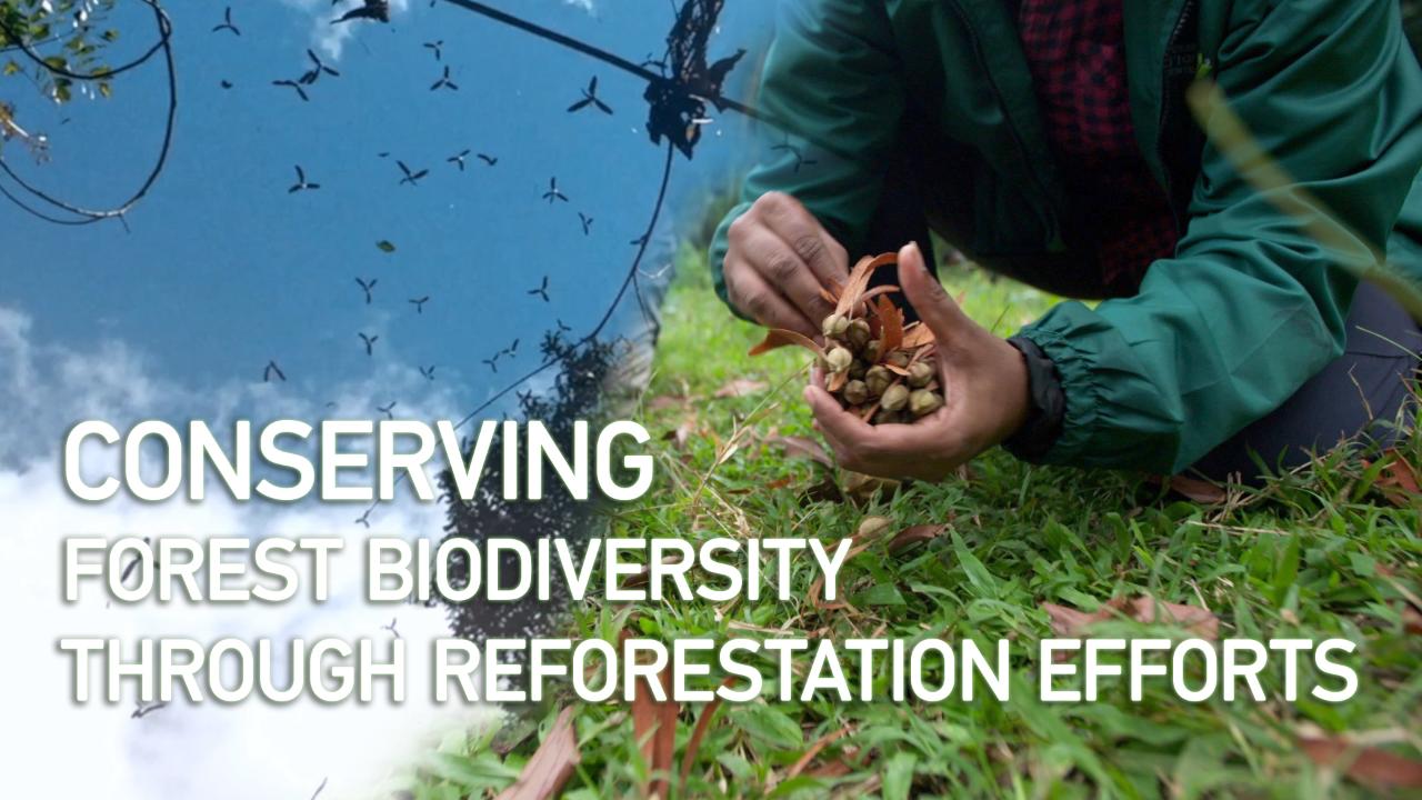 Conserving Forest Biodiversity through Reforestation Efforts [Video]