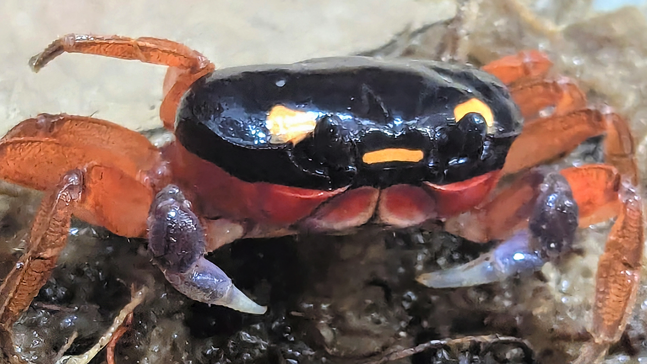 Halloween crab rescued at airport is now on display at zoo: 