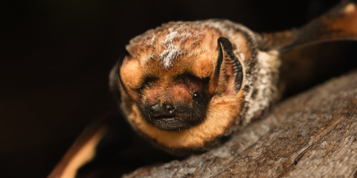 Oregon bat wins Bat Beauty Contest for 3rd consecutive year [Video]