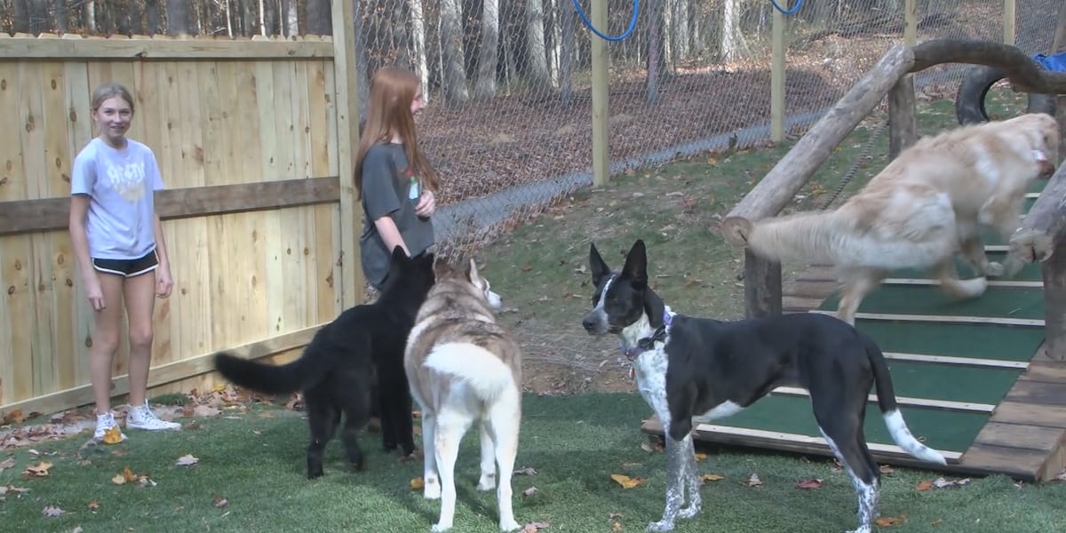 Mayfield mountain kennels hosts a Halloween themed daycare [Video]