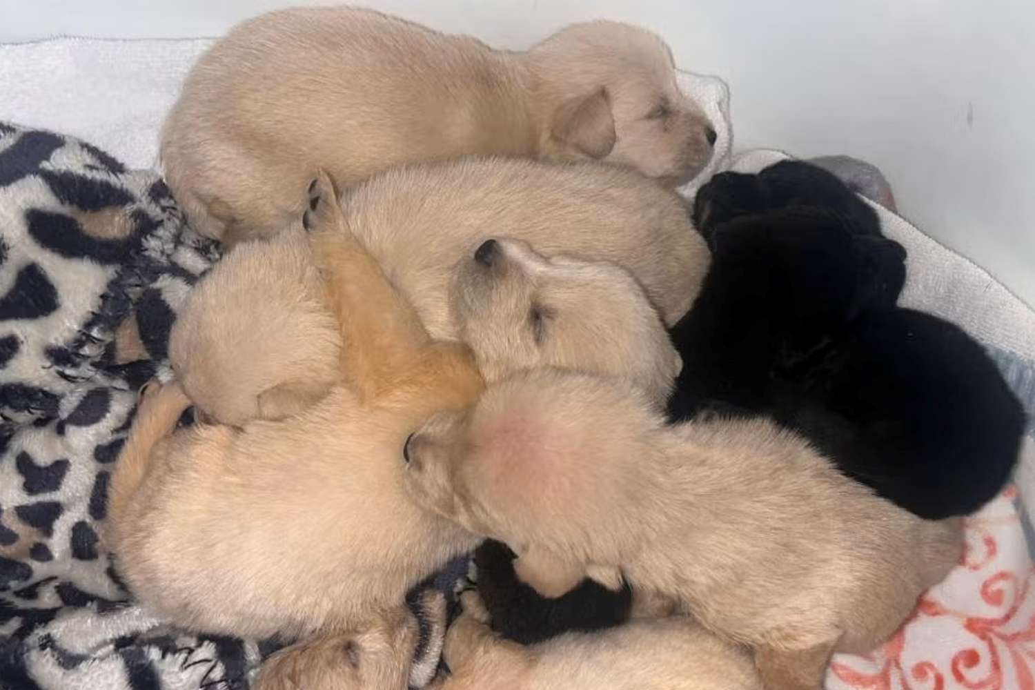 Arkansas Neighborhood Works Together to Help Litter of Orphaned Puppies [Video]